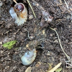 カブトムシの幼虫