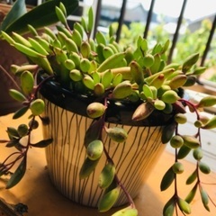 多肉植物(ルビーネックレス)苗