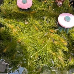 幹之みゆき　楊貴妃ようきひ　オロチおろちのミックス（メダカ）の画像