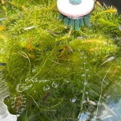 幹之みゆき　楊貴妃ようきひ　オロチおろちのミックス（メダカ）