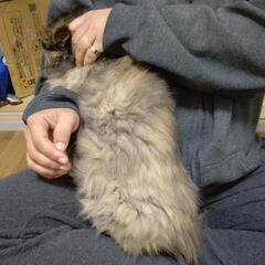 大人しくて抱っこが好きなペルシャ猫です。 − 兵庫県
