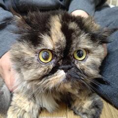 大人しくて抱っこが好きなペルシャ猫です。 - 里親募集