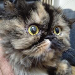 大人しくて抱っこが好きなペルシャ猫です。 - 神戸市