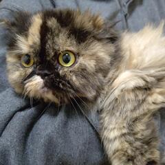 大人しくて抱っこが好きなペルシャ猫です。 - 猫