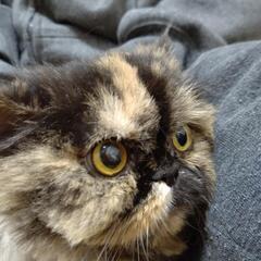 大人しくて抱っこが好きなペルシャ猫です。の画像
