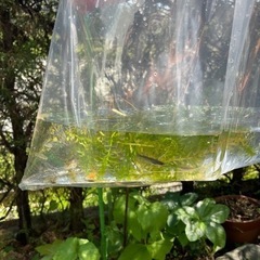 幹之みゆき　楊貴妃ようきひ　オロチおろちのミックス（メダカ）の画像