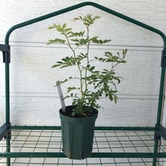 sold out ありがとうございました　蕾付きトゲ無しつるバラ...