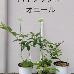 ブルーベリー苗木いろいろ①