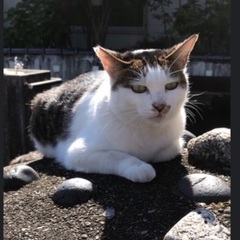 ネコが行方不明になりました