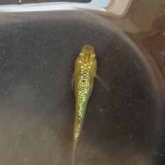 夜桜ゴールド　若魚メダカ