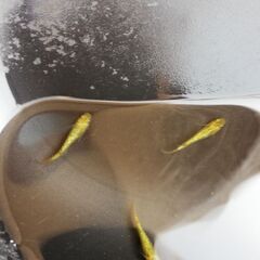 夜桜ゴールド　若魚メダカの画像