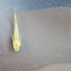 夜桜ゴールド　若魚メダカの画像