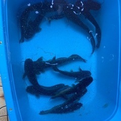 ナマズ　25〜30cmぐらい