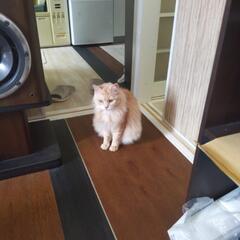 やむを得ない事情で15歳になる猫をかえなくなりました。　どなたか...
