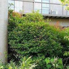 庭木 植木 色々無料あげます 作業はご自身でお願いします。の画像