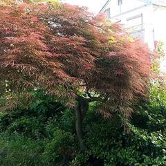 庭木 植木 色々無料あげます 作業はご自身でお願いします。の画像