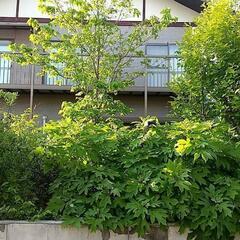 庭木 植木 色々無料あげます 作業はご自身でお願いします。