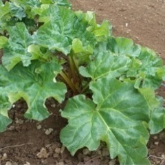 ルバーブ　一株の画像