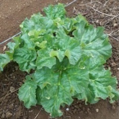 ルバーブ　一株の画像