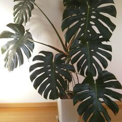 【🌿モンステラ・デリシオーサNo.③】🌿(お値段ご相談ください)