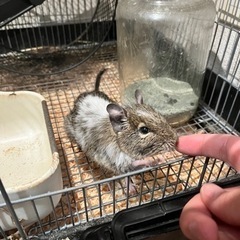 デグー　メス４才