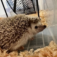 ハリネズミ　オス　4才