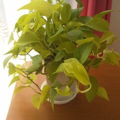 【ポトス・ライム🍃No.①4号プラ鉢】お譲りします🍃