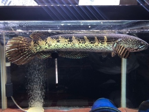 バイオレットスネークヘッド