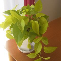 【ポトス・ライムNo.③4号プラ鉢】お譲りします🍃