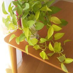 【ポトス・ライムNo.④5号プラ鉢】お譲りします🍃