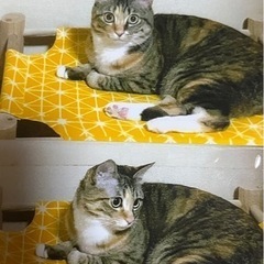 白手袋と靴下の甘えん坊