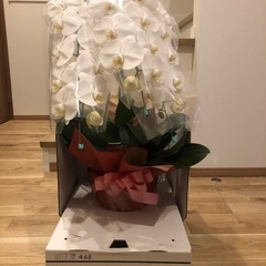 胡蝶蘭