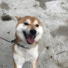 一時停止中