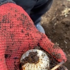 【限定天然カブトムシの幼虫】幼虫3頭と虫かごと朽木と土をセットで...