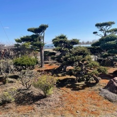 庭石・低木など