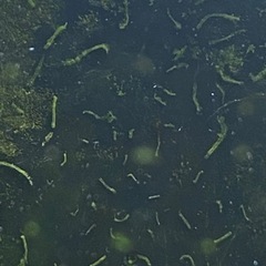 水槽の中に大量に寄生虫？？が発生して泣いてます。 - 教えて