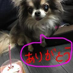 ドッグカフェ