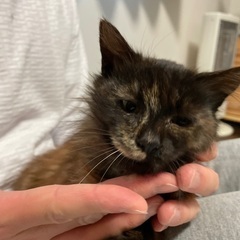 サビ猫で、珍しい長毛タイプのメス　譲渡決まりました