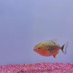 ピラニアナッテリー　5cm　4匹の画像