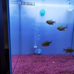 ピラニアナッテリー　5cm　4匹の画像