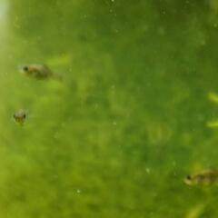 ブラックモーリーの母親と子供達＋ミナミヌマエビの画像