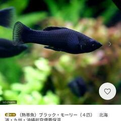 ブラックモーリーの母親と子供達＋ミナミヌマエビの画像