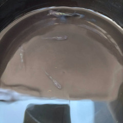 月華 メダカ 2ペアの画像