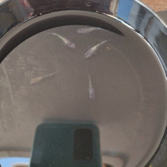 月華 メダカ 2ペアの画像