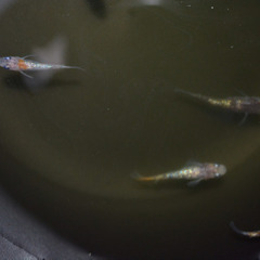 月華 メダカ 2ペアの画像