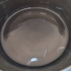 月華 メダカ 2ペアの画像