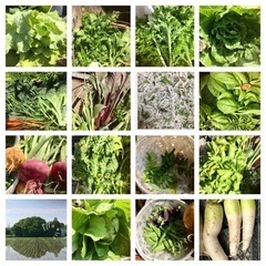 5/5 たけのこ堀りと春野菜セット①