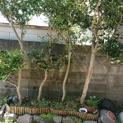 山茶花 無料でお譲りします。の画像