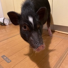 マイクロブタ生後10ヶ月 - 名古屋市