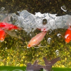 金魚5匹